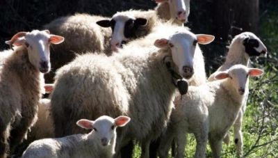 Εκτεταμένο πλέγμα ελέγχων σε οδικούς άξονες με συλλήψεις και ζητούμενο να μην εξαπλωθεί η ευλογιά των αιγοπροβάτων