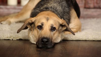 Η αθέατη πλευρά του πολέμου στο Ντουμπάι: εγκαταλείπουν τα κατοικίδιά τους στον δρόμο ή τα δίνουν για ευθανασία