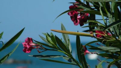 «Καμπανάκι» στα σχολεία για την τοξικότητα της πικροδάφνης