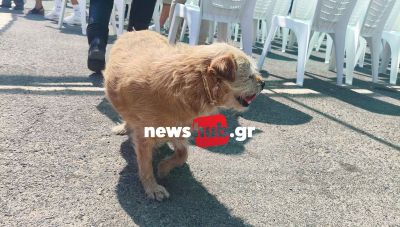 Η τετράποδη «γριούλα» που συνάντησε τον...Τασούλα - Η καλύτερη συντροφιά για τους Πυροσβέστες της Βιάννου που την έχουν υιοθετήσει (Φωτο)