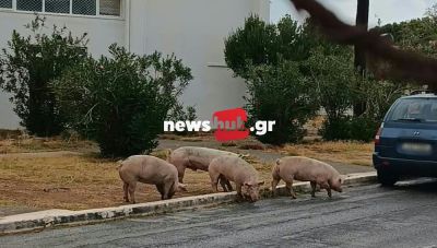 Ηράκλειο: Γουρουνάκια κάνουν την πρωινή τους βόλτα έξω από το Δημαρχείο Χερσονήσου (Βίντεο + Φωτο)