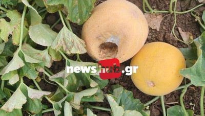 Μεσαρά: Μάστιγα τα ποντίκια και οι αρουραίοι που καταστρέφουν τεράστιες ποσότητες από τις υπαίθριες καλλιέργειες (Φωτο)