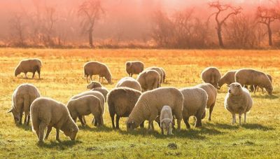 Τμήμα Κτηνιατρικής Ρεθύμνου: Η ευλογιά είναι μια πολύ επικίνδυνη και μεταδοτική ασθένεια