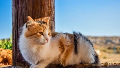 Ζώα συντροφιάς: Ξεπαγώνει το μέτρο που υποχρεώνει τους ιδιοκτήτες να επιλέξουν στείρωση ή αποστολή γενετικού υλικού