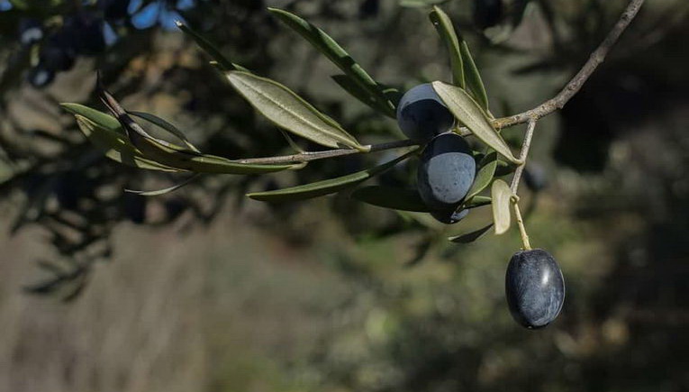 Ηράκλειο: Σε αυτές τις περιοχές θα γινουν ψεκασμοί για το δάκο