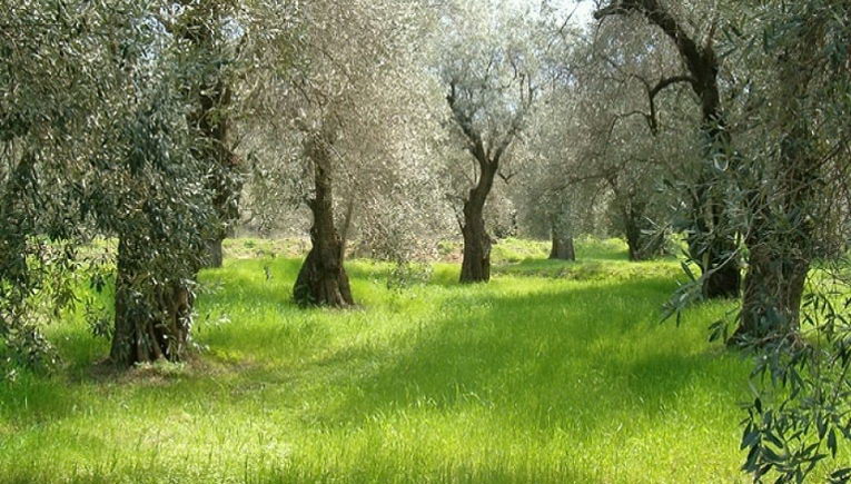 Γενικός δολωματικός ψεκασμός δακοκτονίας σε Δήμους του Νομού Ηρακλείου