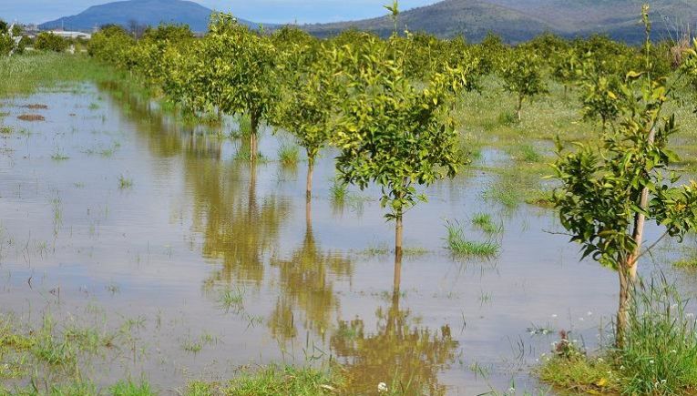 Πώς θα αποζημιωθούν ζημιές στο φυτικό κεφάλαιο