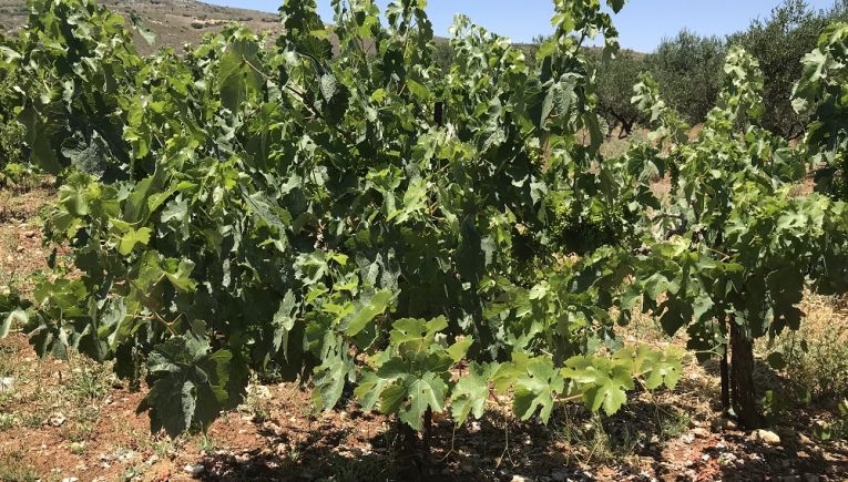 Π.Ε. Ηρακλείου: Καταγραφή αμπελοτεμαχίων μικρής έκτασης στο αμπελουργικό μητρώο