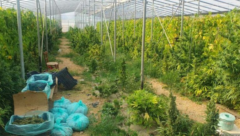 Μεσαρά: Την Παρασκευή απολογούνται για τα θερμοκήπια με το χασις- Αναζητείται άλλο ένα άτομο