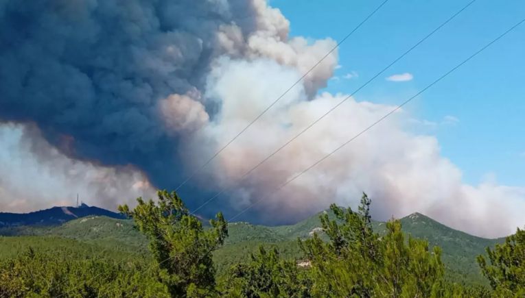 Greenpeace: Τραγικό το αποτέλεσμα από την πυρκαγιά στη Δαδιά