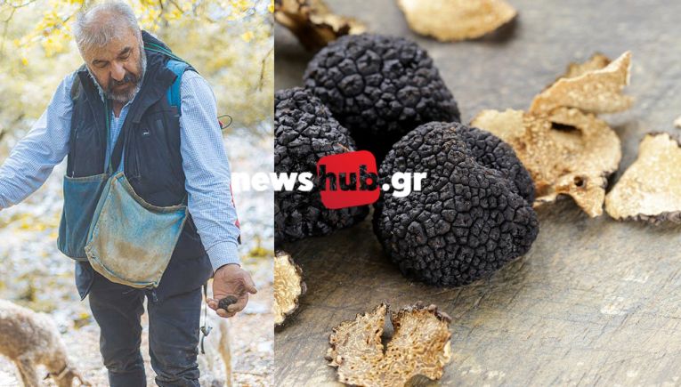 Νίκος Καψάλης: Ο πρώτος τρουφοκυνηγός στην Κρήτη-Αναζητά μανιτάρια-τρούφες στο δάσος του Ρούβα