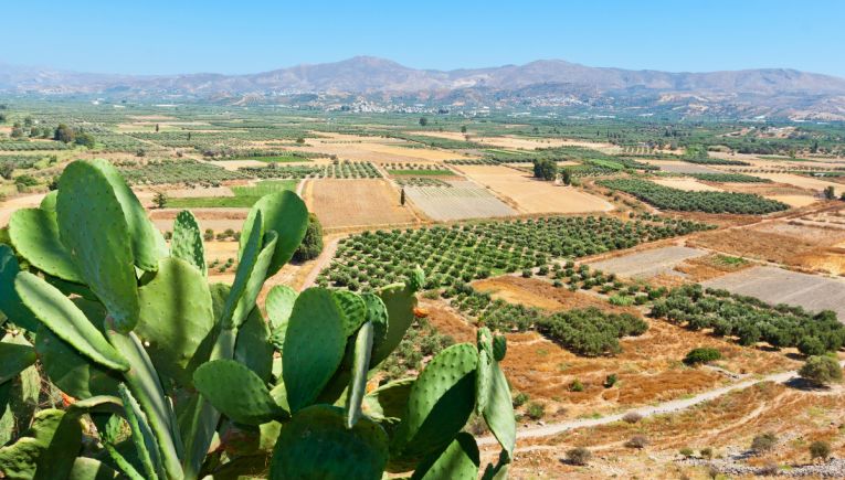 ΟΠΕΚΕΠΕ: Η «μπουγάδα» που λερώνει τη Μεσαρά -Πώς στήθηκε και εξαπλώθηκε το πάρτι των παράνομων επιδοτήσεων