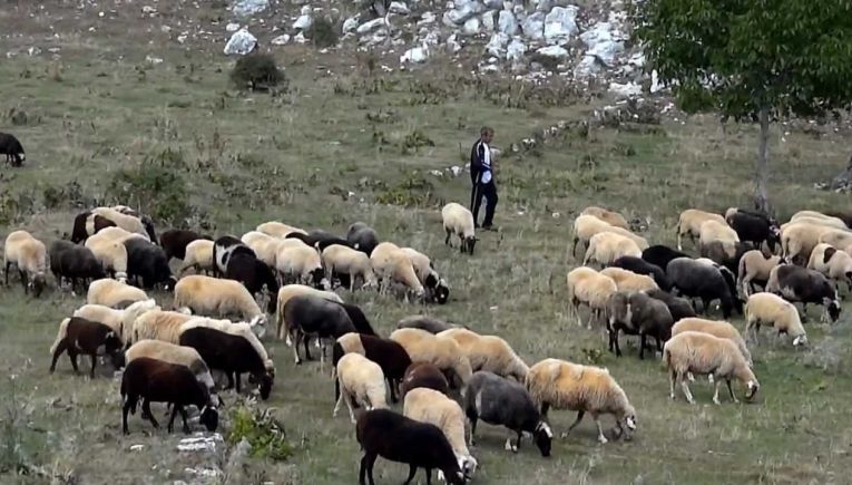 Κρίσιμη σύσκεψη της Παγκρήτιας Συντονιστικής των Κτηνοτρόφων μετά τις αποκαλύψεις για τις επιδοτήσεις και τον ΟΠΕΚΕΠΕ