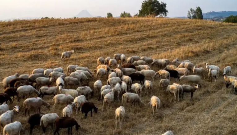 Ευλογιά αιγοπρόβατα: Αποζημιώσεις στους κτηνοτρόφους και μέτρα ανάσχεσης της κρίσης