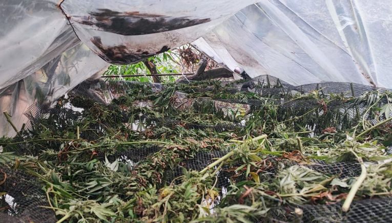 Χανιά: Στο δόκανο της ΕΛΑΣ 35χρονος και 36χρονος για καλλιέργεια και κατοχή μεγάλων ποσοτήτων κάνναβης (Φωτο)