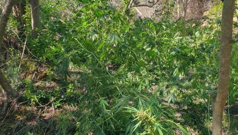 Χανιά: Πιάστηκαν επ’ αυτοφώρω εκεί που καλλιεργούσαν 130 δενδρύλλια κάνναβης - Κατείχαν και 3 κιλά ναρκωτικά (βίντεο + φωτο)