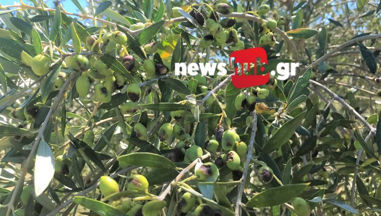 Στη Βουλή έφερε το ΚΚΕ το πρόβλημα με τους ψεκασμούς δακοκτονίας-Τι απάντησε ο Υφυπουργός Γ. Ανδριανός