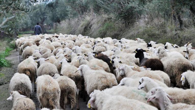 Κλιμάκιο ελέγχου του ΟΠΕΚΕΠΕ καταγγέλλει απειλές και προπηλακισμό σε κτηνοτροφικό έλεγχο στη Μεσαρά