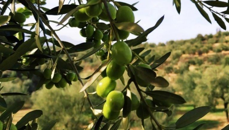 Με «τσουχτερά» πρόστιμα κινδυνεύουν όσοι έχουν ελιές - Ακόμα και για μηδενική παραγωγή