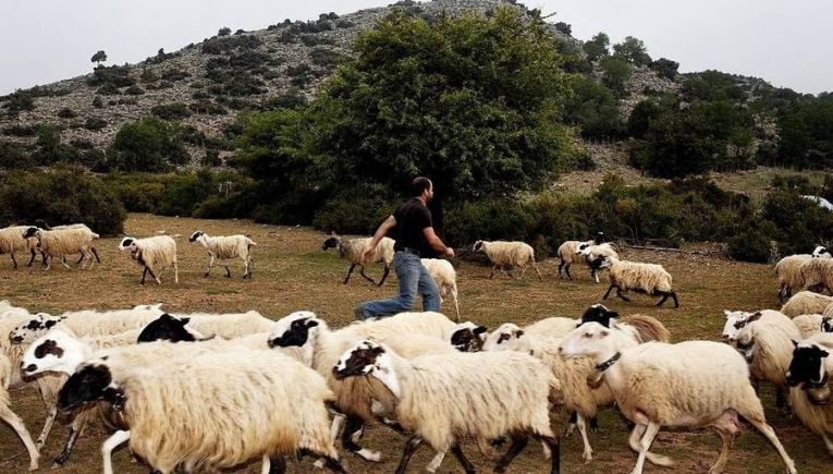 Λασίθι: Τρείς με χειροπέδες για ζωοκλοπή και όπλα