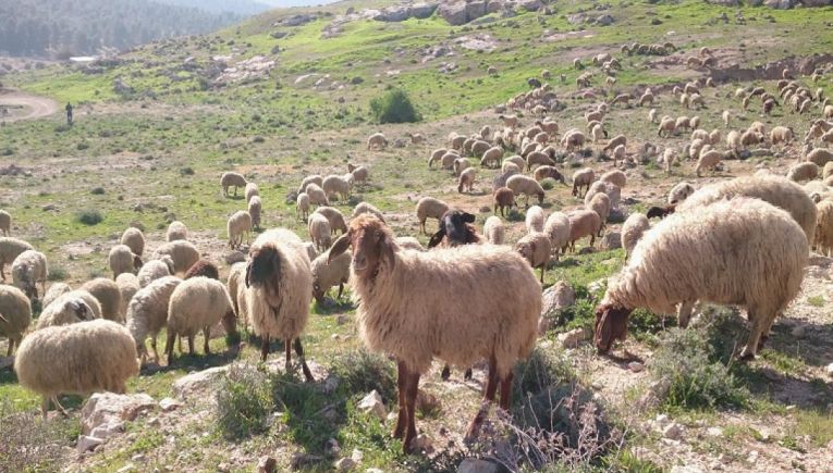 Κτηνοτροφία: Χάνονται 4 δισ. ευρώ από ευλογιά και πανώλη