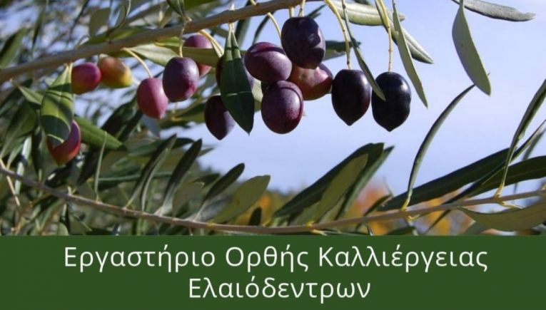 Εργαστήριο ορθής καλλιέργειας ελαιόδεντρων