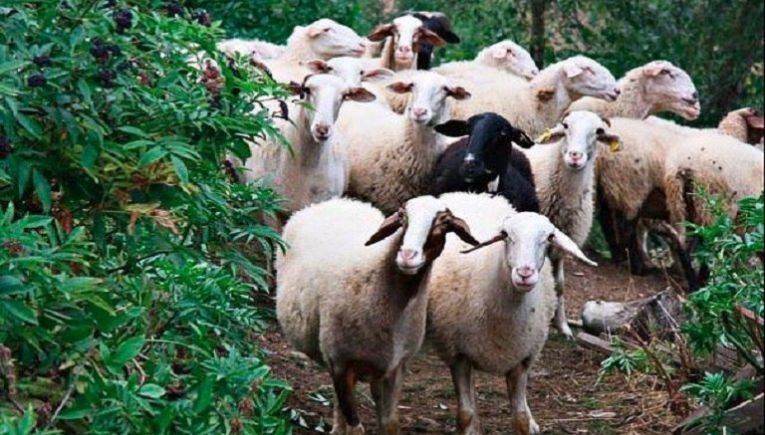 Κρήτη: Αγωνία των κτηνοτρόφων ελέω ευλογιάς - Τι ειπώθηκε στη διάρκεια ημερίδων σε Ανώγεια και Πέραμα