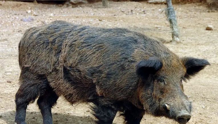Φθιώτιδα: Κυνηγοί σκότωσαν αγριογούρουνο 200 κιλών με πάνω από 2 μέτρα μήκος