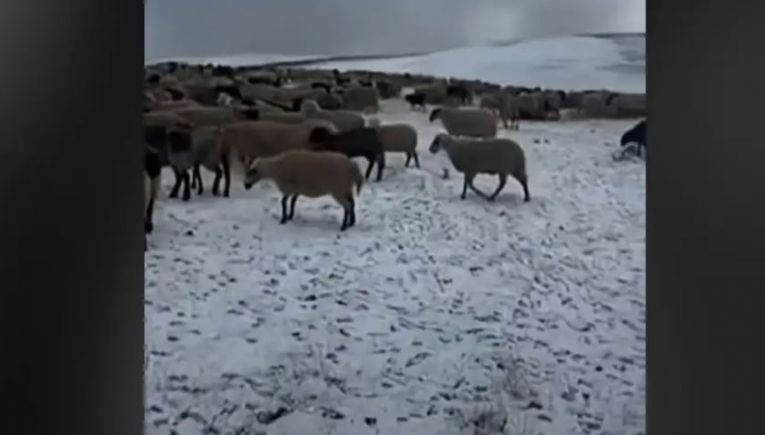 Σαμαρίνα: Έπεσε το πρώτο χιόνι, εγκλωβισμένοι στα βοσκοτόπια οι κτηνοτρόφοι