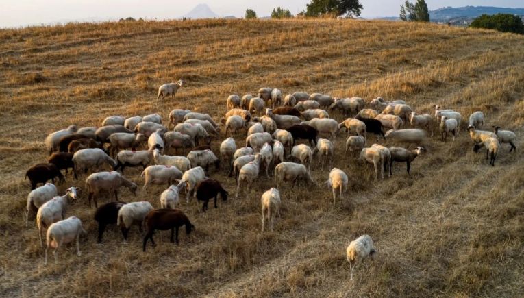 Ευλογιά αιγοπροβάτων: Ανοιχτό το σενάριο του lockdown - Πότε καταβάλλονται οι επιδοτήσεις του ΟΠΕΚΕΠΕ