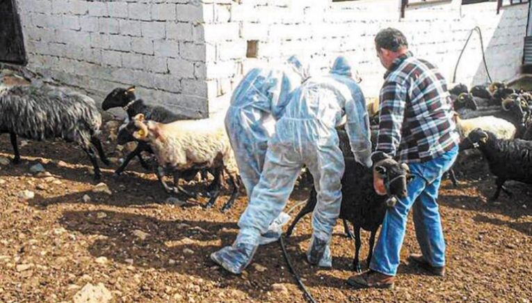 Ευλογιά αιγοπροβάτων: Τρομάζει το σενάριο του lockdown – Κρίσιμη σύσκεψη σήμερα