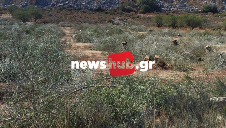 Στη Δικαιοσύνη προσφεύγουν οι ιδιοκτήτριες του ελαιώνα στο Αλάγνι που θρασύτατοι δράστες μετέτρεψαν σε καυσόξυλα