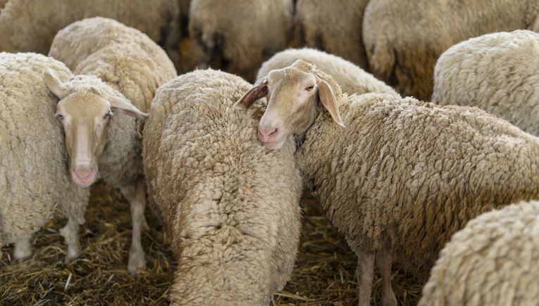 Κρήτη: Παρατείνονται τα προληπτικά μέτρα για την ευλογιά των αιγοπροβάτων - Δείτε μέχρι πότε